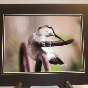 Original Nature Photography "Ruby-Throated Hummingbird". Printed on Metallic.